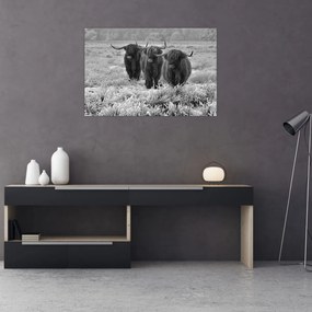 Kép - Skót tehenek (90x60 cm)