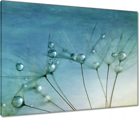 Vászonkép 80x60 Pitypang Virág Virágok