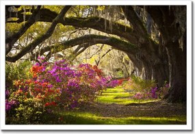 Poszterek keretben 60x40 Tölgyfa sikátor