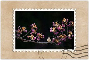 Poszterek 90x60 Madarak