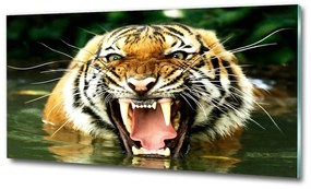 Üvegkép Ordító tigris osh-609474