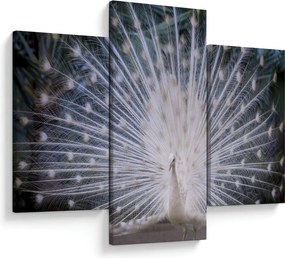 Kép - Fehér páva (90x60 cm)