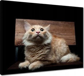 Vászonkép 50x40 Vörös cica portré