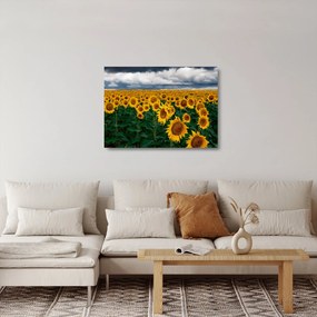 Napraforgó mező képe (üvegen) (70x50 cm)