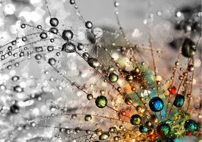 Flizelin fotótapéta Rosa a pitypangon Makro finomság 368x254 +ragasztó