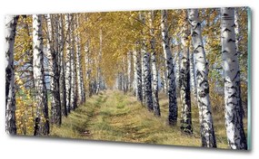 Üvegfotó Birches ősszel osh-105179971