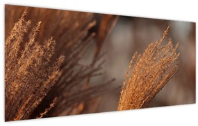 Kép - Cortaderia (120x50 cm)