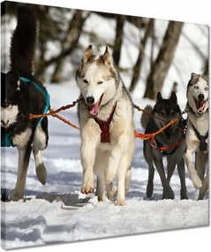 Vászonkép 40x40 Kutyaszán