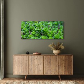 A pozsgás növények képe (120x50 cm)