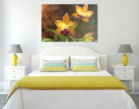 Kép narancssárga orchidea