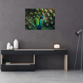 Kép – Pávatoll (70x50 cm)