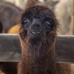 Poszter 30x30cm Alpaka, Assaf Frank