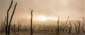 Kép - Csupasz fák (120x50 cm)