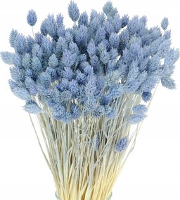 Szárított Phalaris világos kék csokor 80 db kanári szárított virágok