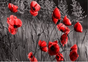 Fotótapéta piros pipacs fotótapéta 208 x 146