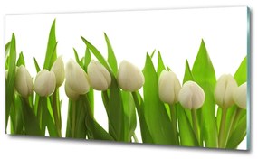 Egyedi üvegkép Fehér tulipán osh-40774671