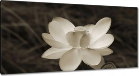 Vászonkép 115x55 Lótusz Lótuszvirág