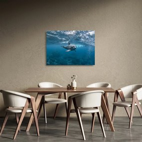 Kép - Delfin a felszín alatt (üvegen) (70x50 cm)
