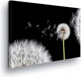 Vászonkép 60x40 Pitypang mag repülés könnyed nyugalom fekete háttér fehér