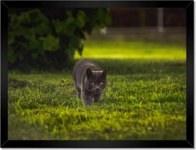 Poszterek keretben 40x30 Cica Cicák