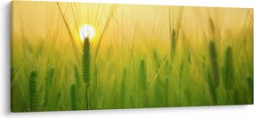 Kép - Mező gabonával (120x50 cm)