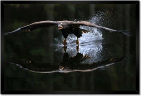 Poszterek keretben 60x40 Madarak