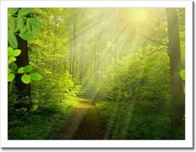 Poszterek keretben 40x30 Varázslatos erdő Sugár