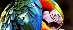 Kép - Papagáj (120x50 cm)