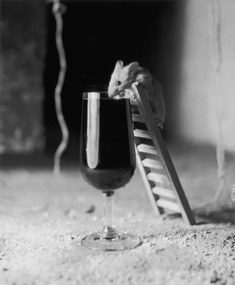 Fotográfia Soused Mouse, Charles Hewitt