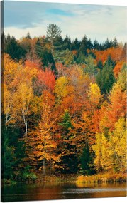 Vászonkép Színes Levelek Fák Ősz Természet 50x80 cm