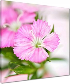 Vászonkép 50x50 Virágok