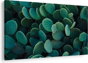 Kép - Opuntia (90x60 cm)
