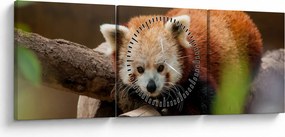 Vörös panda képe (órával) (90x30 cm)