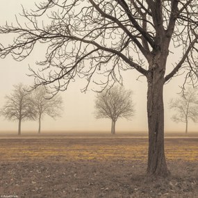Poszter 20x20cm Fák egy ködös napon, Assaf Frank