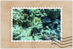 Poszterek 90x60 Víz alatti világ a zátonyon