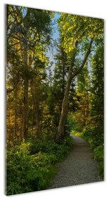 Üvegfotó Az út az erdőben osv-67684671