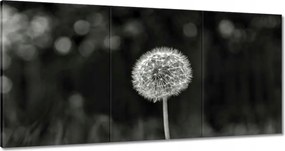 Vászonkép 60x30 Pitypang Virág Makro