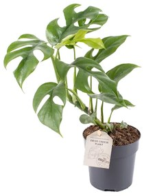 FILODENDRON 'MINIMA' CS:11 CM PHILODENDRON