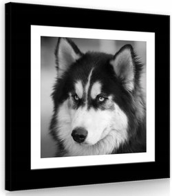 Vászonkép 80x80 Husky kutya portré fekete-fehér állat szőrme tekintet