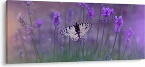 Kép - Pillangó a levendulán (120x50 cm)