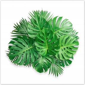 Poszterek 30x30 Monstera Lyukas levelek