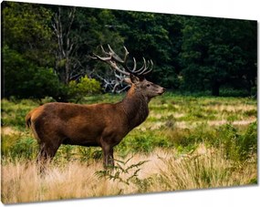 Vászonkép 100x70 Óriás szarvas Tájkép