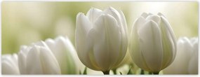 Fotótapéták 250x93 Fehér tulipánok