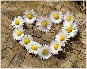 Poszterek 50x40 Kamilla szív