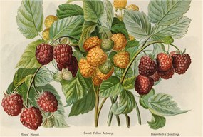 Divatos Flizelin Tapéta Ragasztóval Fali 3D Klasszikus málna 104x70 Ragasztó