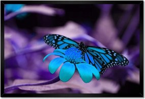 Poszter keretben 60x40 Kék pillangó