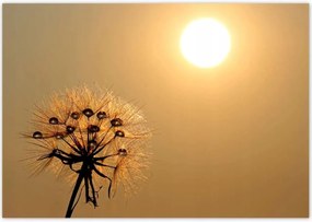 Poszterek 100x70 Pitypang Virág Virágok