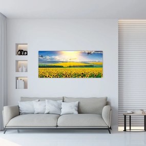 Kép - Napraforgó mező (120x50 cm)