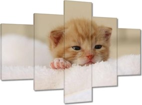 Vászonkép 100x70 Kedves cica