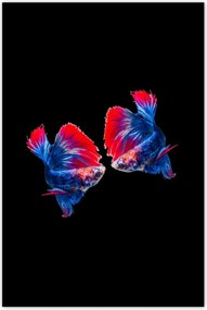 Poszterek 80x120 Harcoló sziámi halak